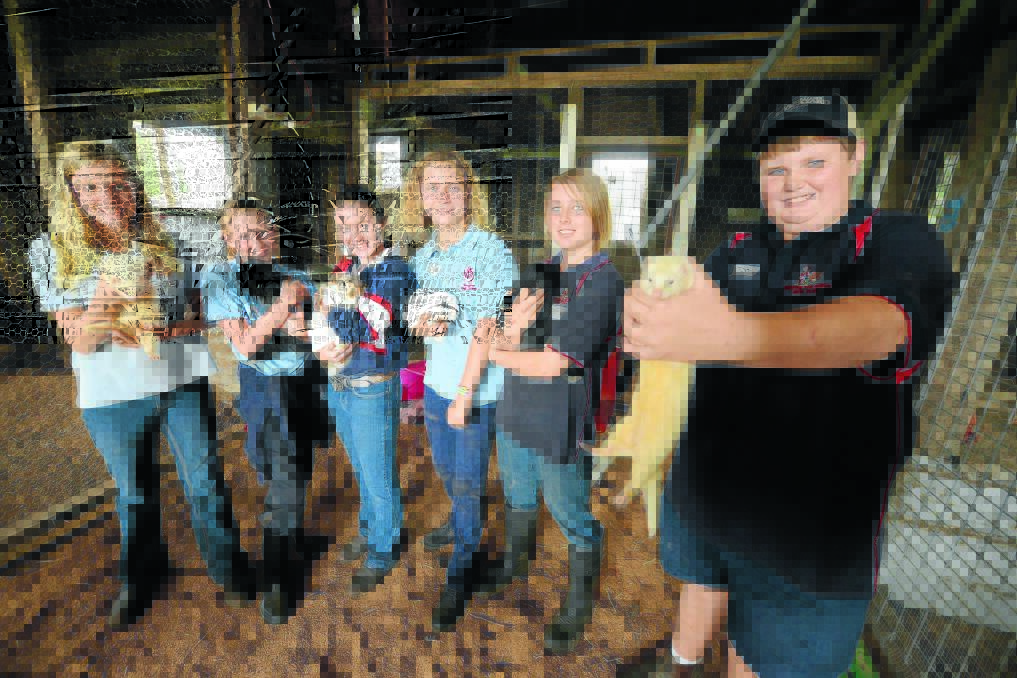 Wingham High students, Jess Hudson, Shayanne Gregan, Emily Holden, Laura Spee, Casey Williams and Tom Butler with a variety of furry friends at the Wingham Beef Week Field Day on Monday.