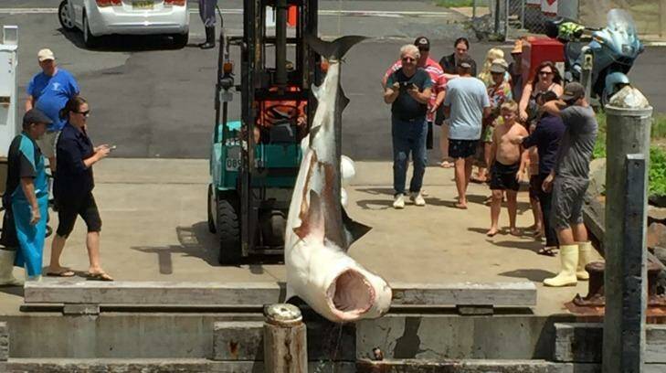 The shark is pulled from the water at Forster. Photo: Jacob Bowland