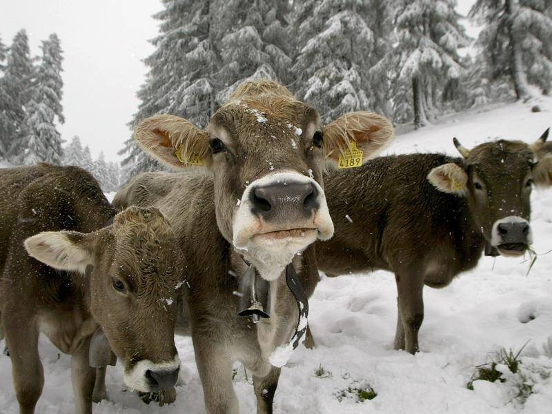 The Swiss are to vote on whether to subsidise farmers who let their cows' horns grow naturally.