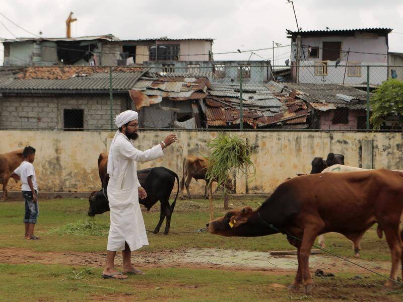 Sri Lanka's cabinet has decided to ban the slaughter of cattle in the country with immediate effect.
