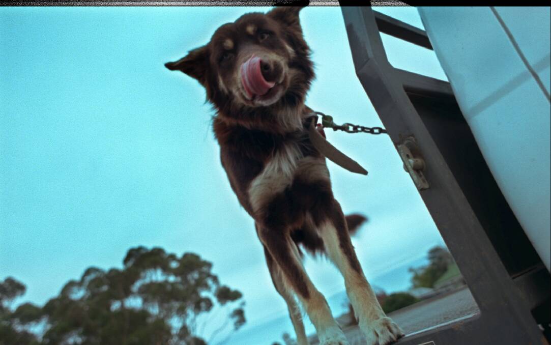 BEWARE: With the weather warming up, vets are warning pet owners to think twice when leaving their dogs chained to the back of the ute. Picture: FILE