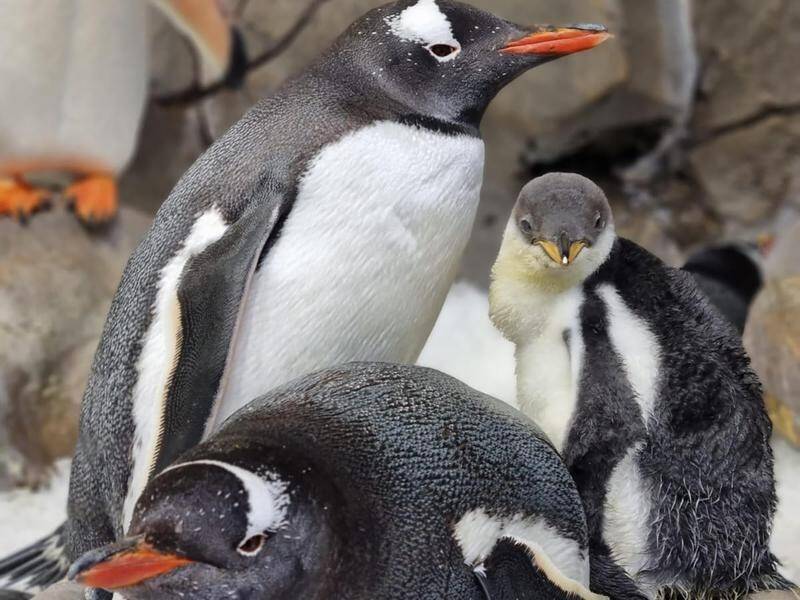 Same-sex penguin duos become 'fab uncles' | Manning River Times | Taree, NSW