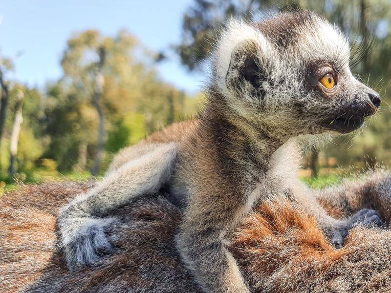 Eight baby ring-tailed lemurs have been born in a bumper crop at the Western Plains Zoo in Dubbo.