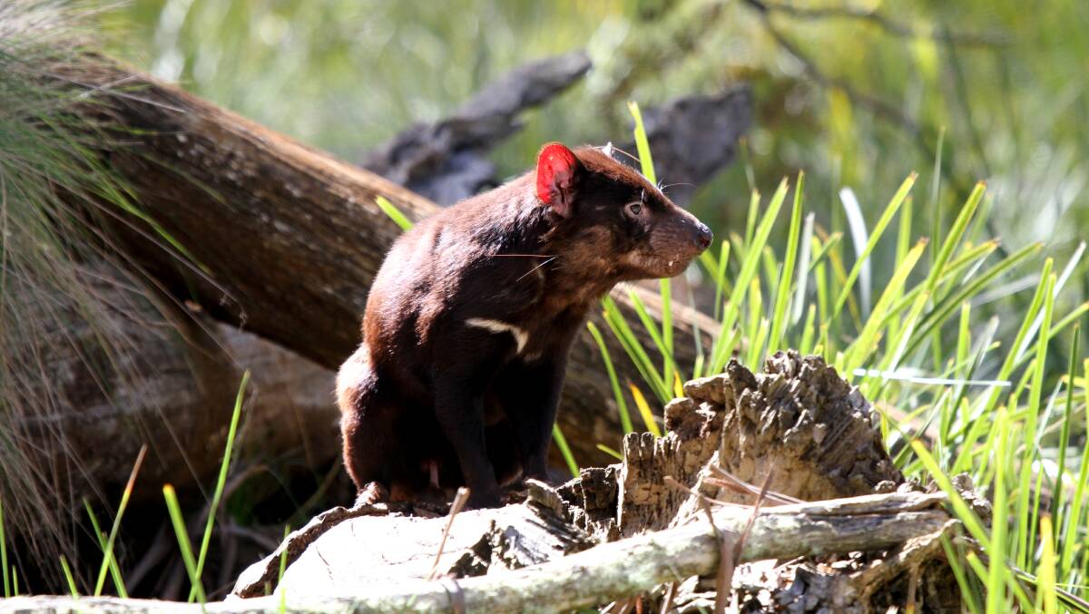 ALL ABOARD: In November 2015, around 25 Devil Ark Tasmanian Devils will be released back in Tasmania in a fenced-off peninsula.  