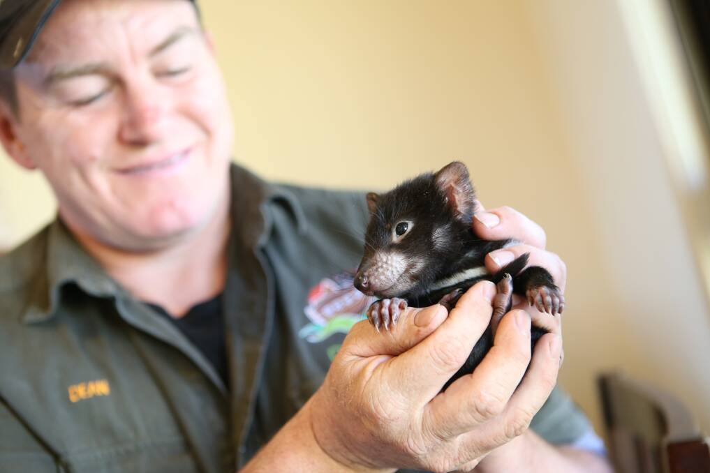 DIVA THE DIVA: Campaign manager at Devil Ark Jennifer Crowes says each Tasmanian devil has its own personality including ambassador joey Diva, who loves the spotlight. Here Diva is held by Devil Ark manager Dean Reid. 