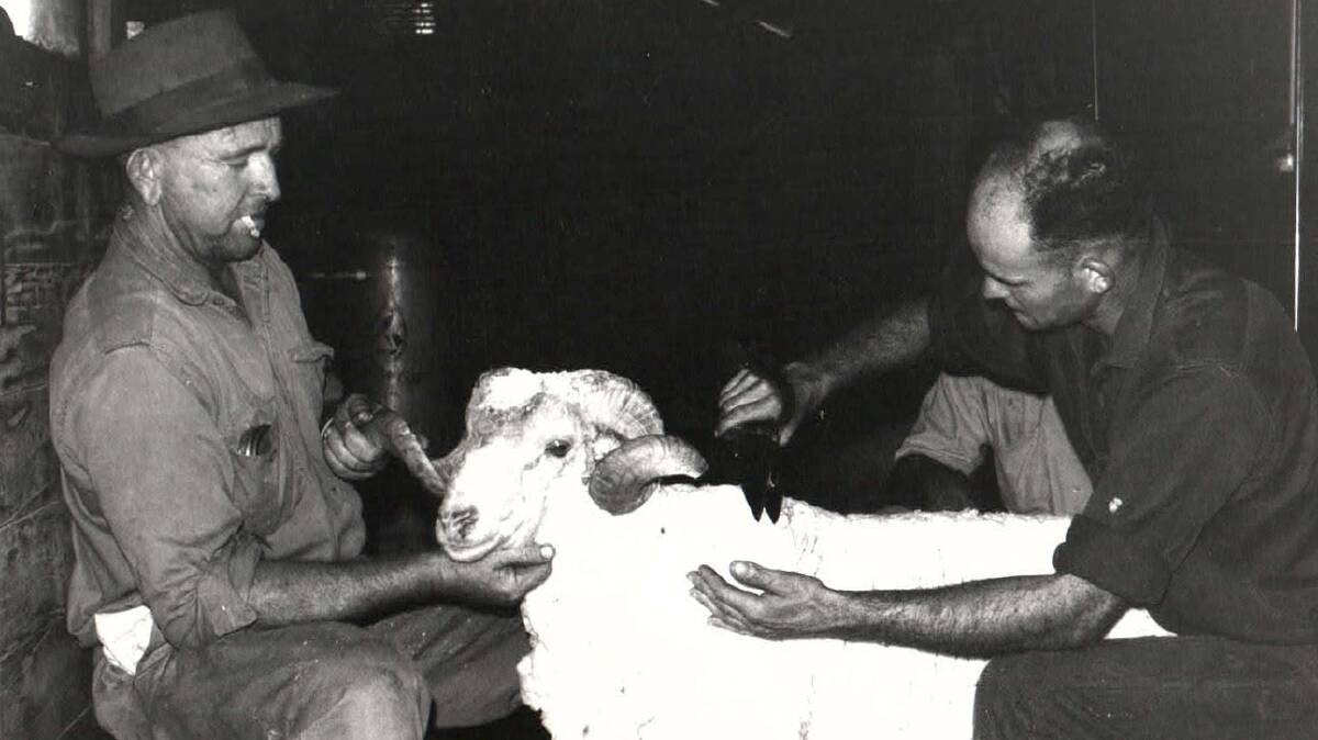 Station hand Bill Hudson holding a ram during blade shearing 1967