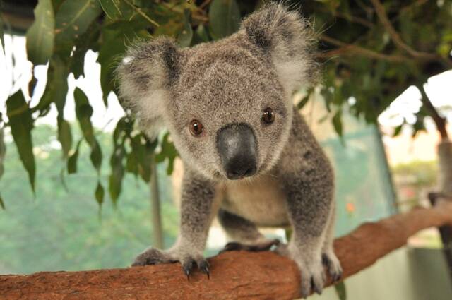 September is Save The Koala Month - are you ready?

