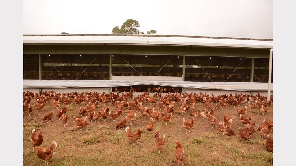 Manning Valley Free Range Eggs opened the doors to its sheds and enabled Times photographer, Carl Muxlow, to take photographs. This is a slideshow of 64 images.