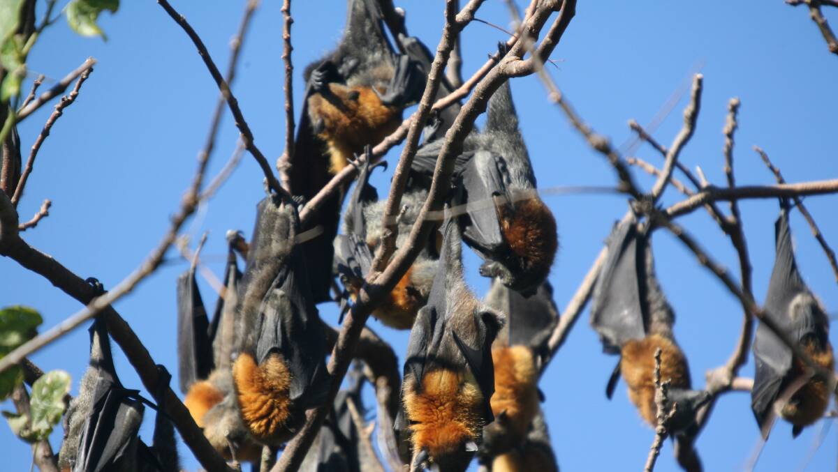 The flying fox colony in Wingham Brush would be included in a proposed NSW management strategy that is currently the focus of a petition launched by member for Port Macquarie, Leslie Williams.