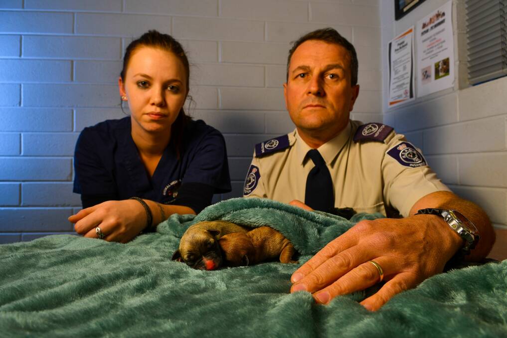 SAVED: Animal Medical Centre veterinary nurse Nadia Butler and RSPCA inspector Oliver Breeze with two surviving puppies. Picture: Scott Gelston