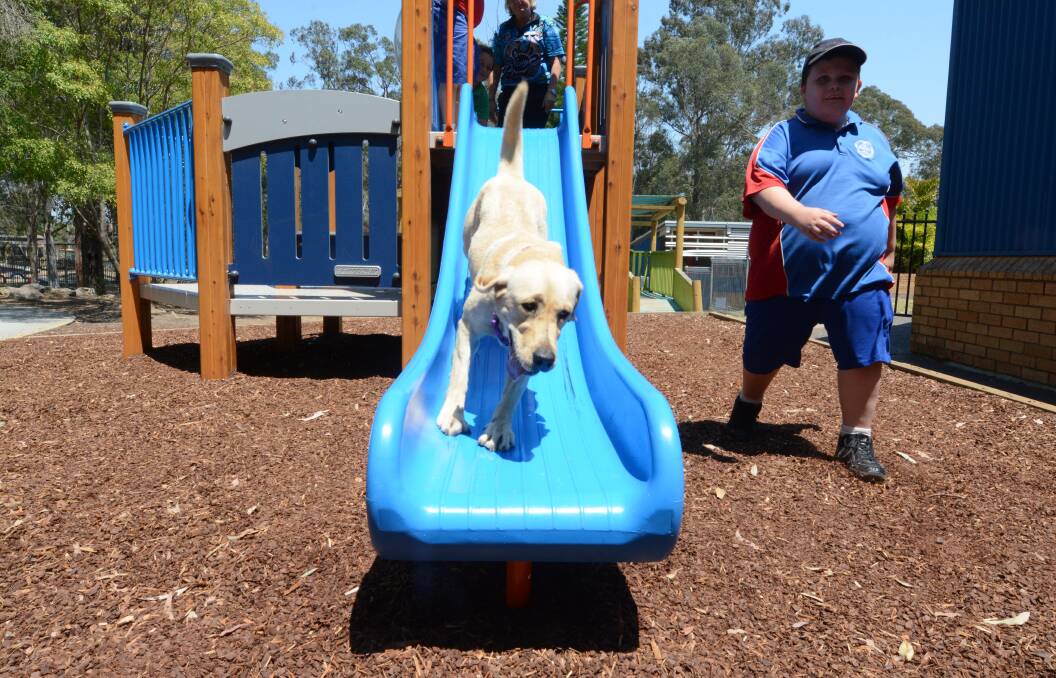 Play time: Bear can't get enough of the slide at Manning Gardens Public School's playground. Photo: Scott Calvin.