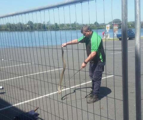 Brenton removed the snake from the Manning River Rowing Club site. Photo: supplied.