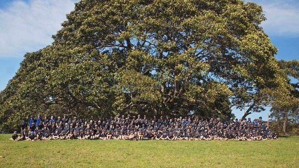 Hallidays Point Public School students gathered under the fig tree. The tree, adjacent to the school, is now classified as a community space. Photo: supplied.