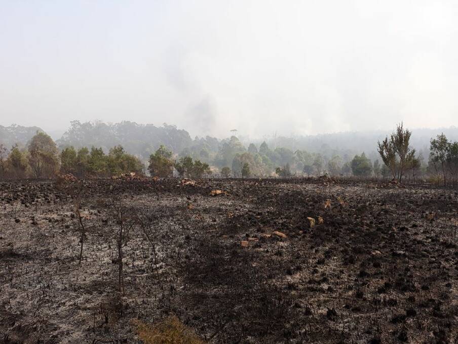 Bushfires devastated Cattai Wetlands. Photo: MidCoast Council.
