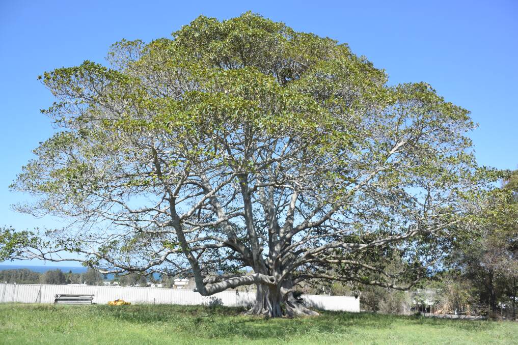 Secured future: The fig tree and land is a treasured component of the Diamond Beach community. The site has been reclassified as community land by MidCoast Council.