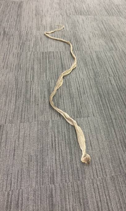 This snake skin became the centre of attention in the Manning River Times office.