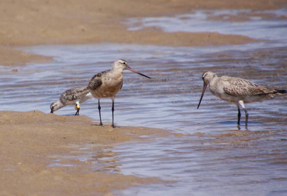 Bar-tailed godwits and a great knot at Farquhar Inlet. Photo: Silas Darnell.