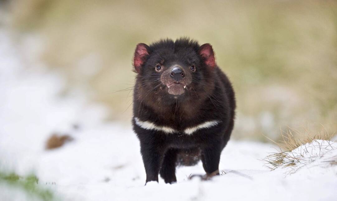 Play time: This Tasmanian devil enjoyed the snow at Barrington Tops' Aussie Ark conservation facility. Photo: Aussie Ark.