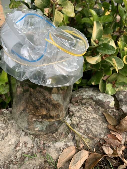 The cane toad was contained safely until authorities confirmed its species. Photo: NSW DPI.