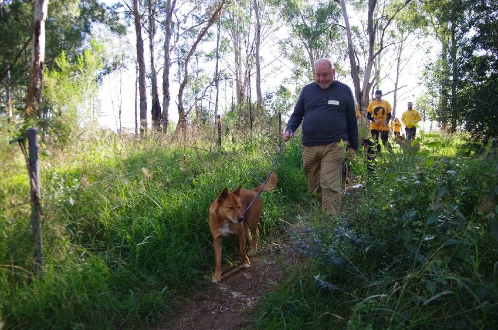 Upper House MP Mark Pearson with a dingo. He spoke in NSW Parliament about MidCoast Council and National Parks and Wildlife Service's handling of a dingo issue at Tea Gardens and Hawks Nest.