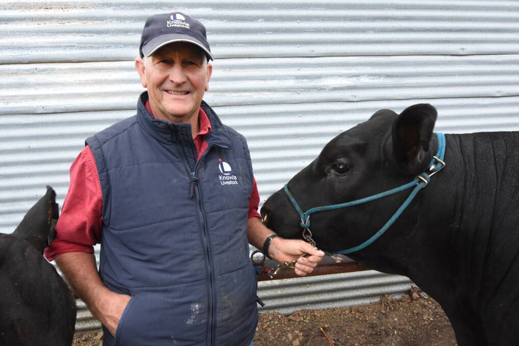 On show: Ted Laurie with his prized cattle at the Taree Show. Ted is a fifth generation cattle breeder. Photo: Scott Calvin. 