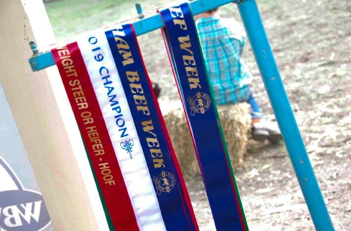 Ribbons from the 2019 Wingham Beef Week competition.