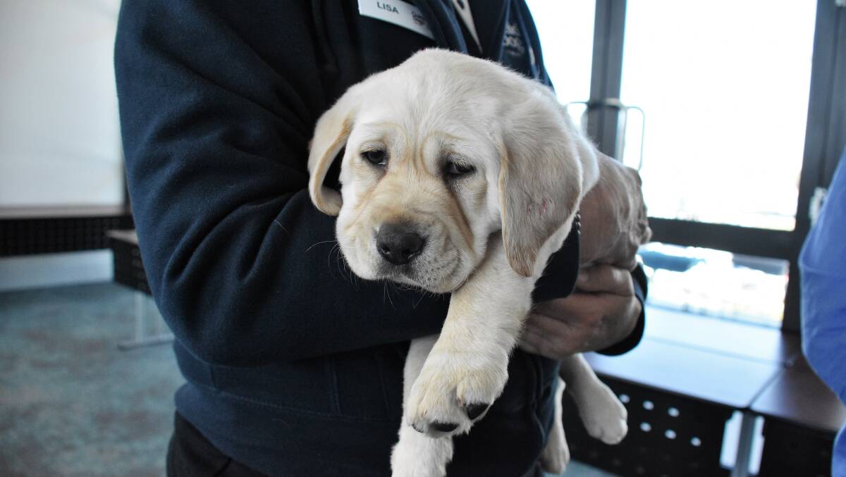 Adorable: This gorgeous Labrador puppy will hopefully go on to make a fine guide dog.