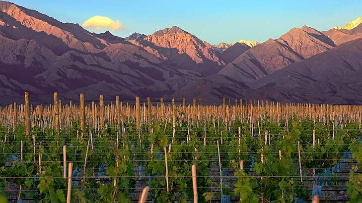 Divino intervention ... Vines of Mendoza's vineyard in Uco Valley.