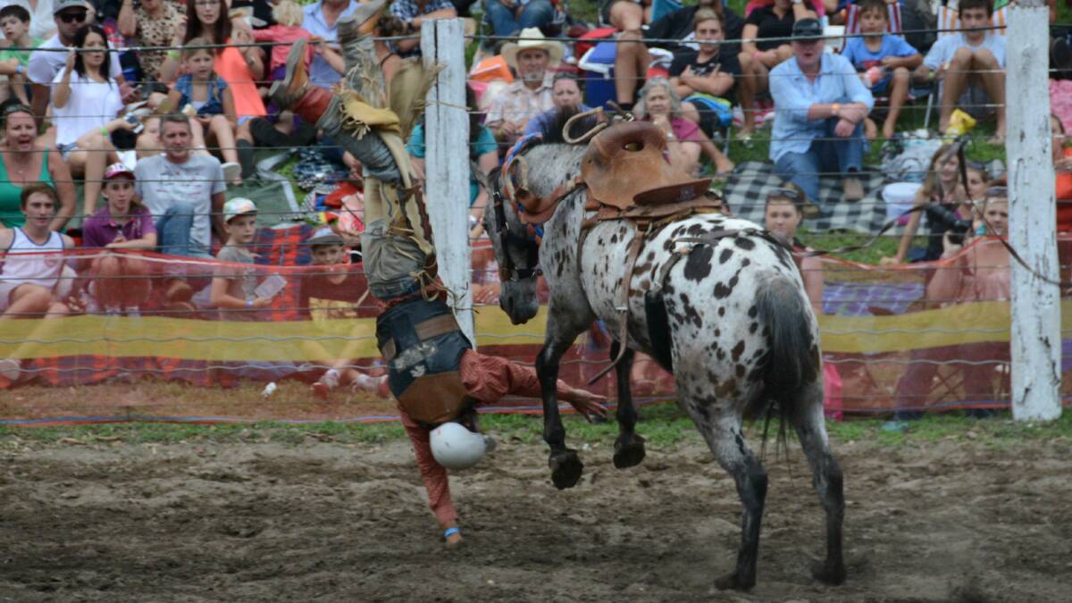 Luke Moore takes a tumble at Wingham's Summertime Rodeo. See our multimedia section for all the photos.